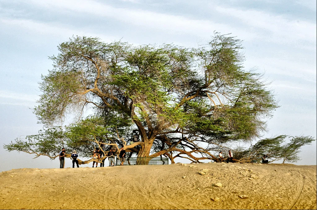 10 самых необычных деревьев планеты