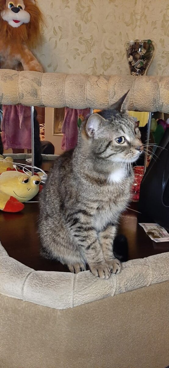 Знакомьтесь кот Серёга