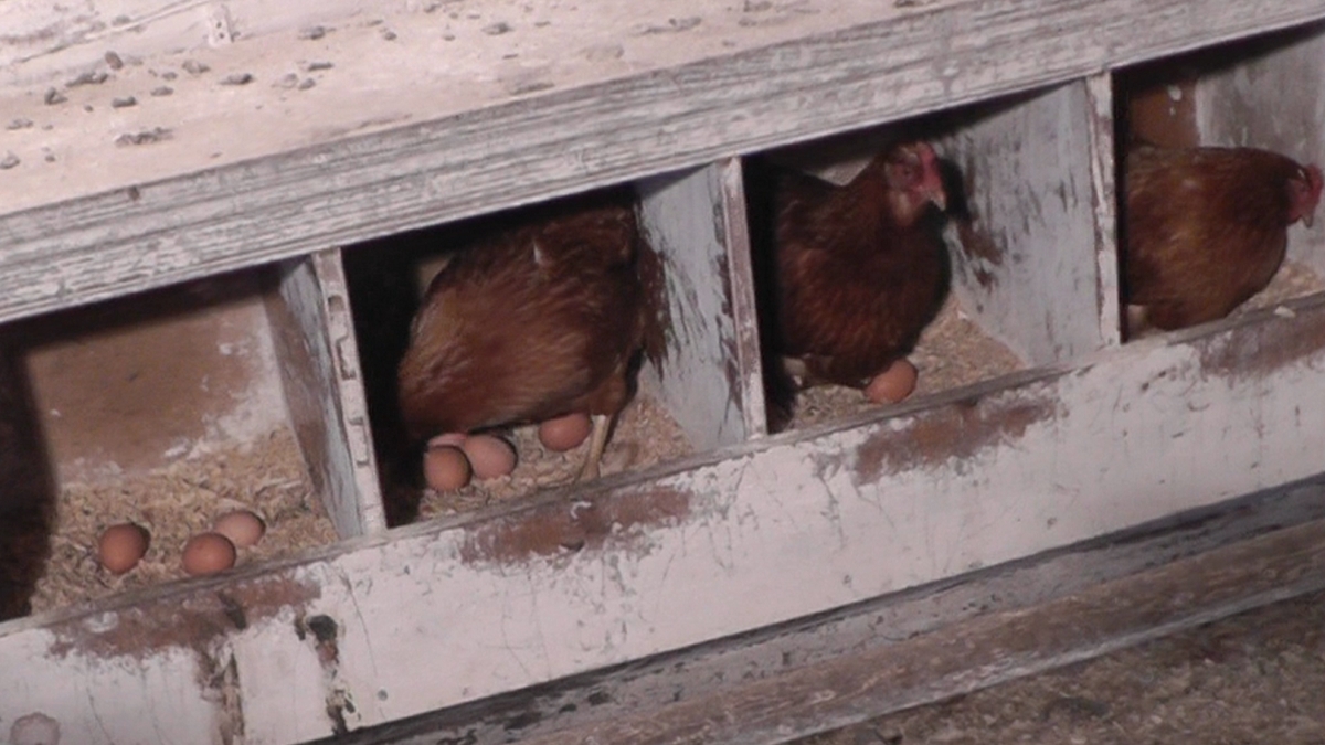 Куры несутся