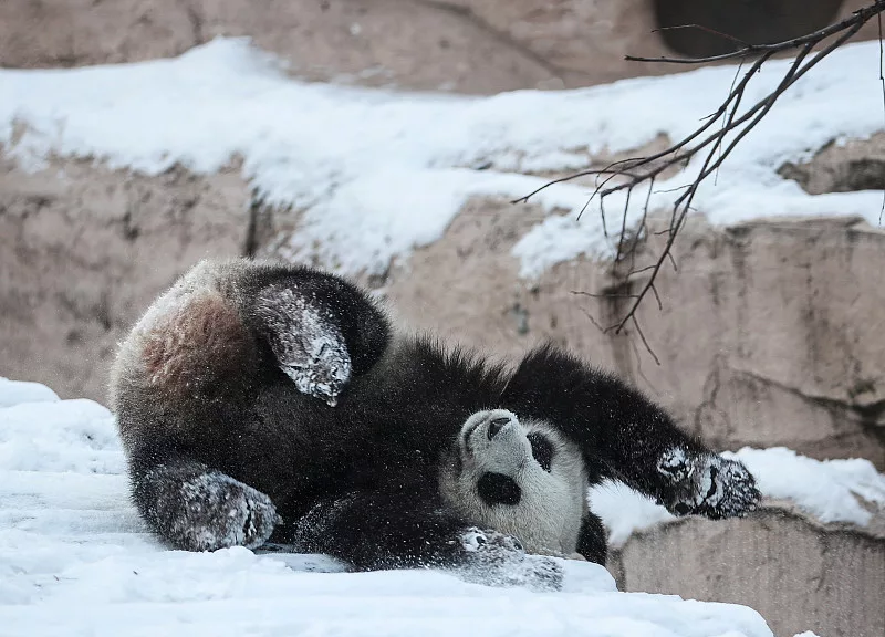 В Московском зоопарке, например, содержатся целых две панды! Самец Жуи и самка Диндин.