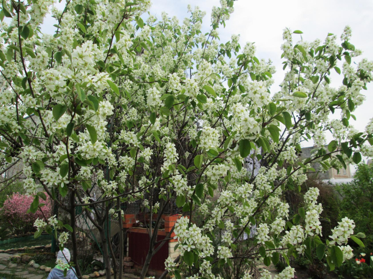 11.04.2016 .    Ирга