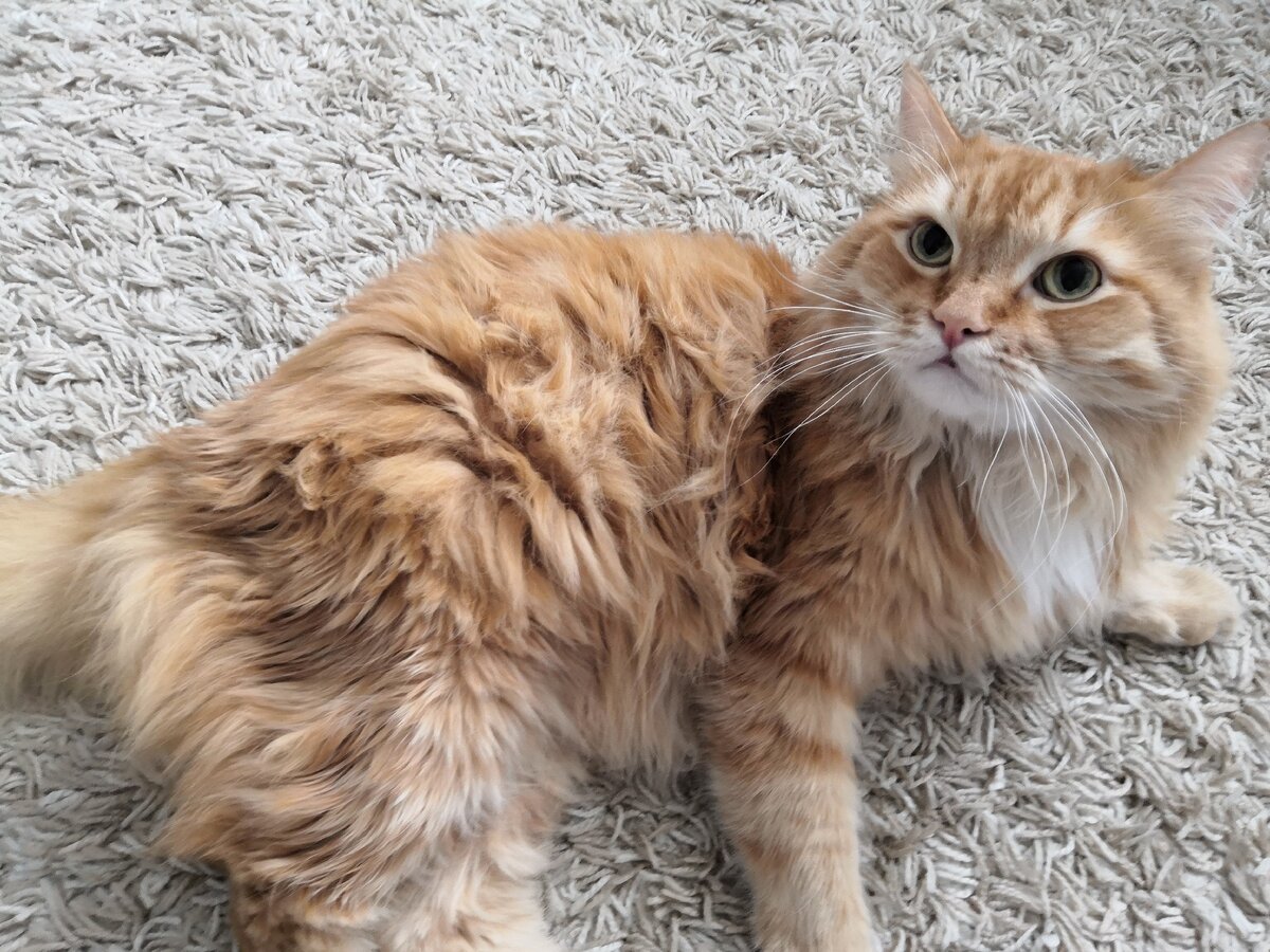 Рыжий кот Вольт, личная фотография