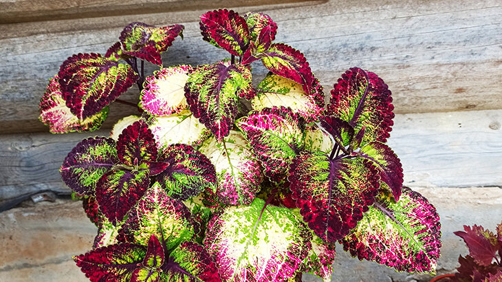 колеус - фото автора