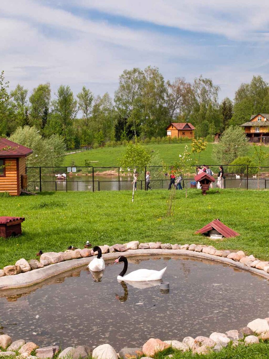 Парк воробьи зимой