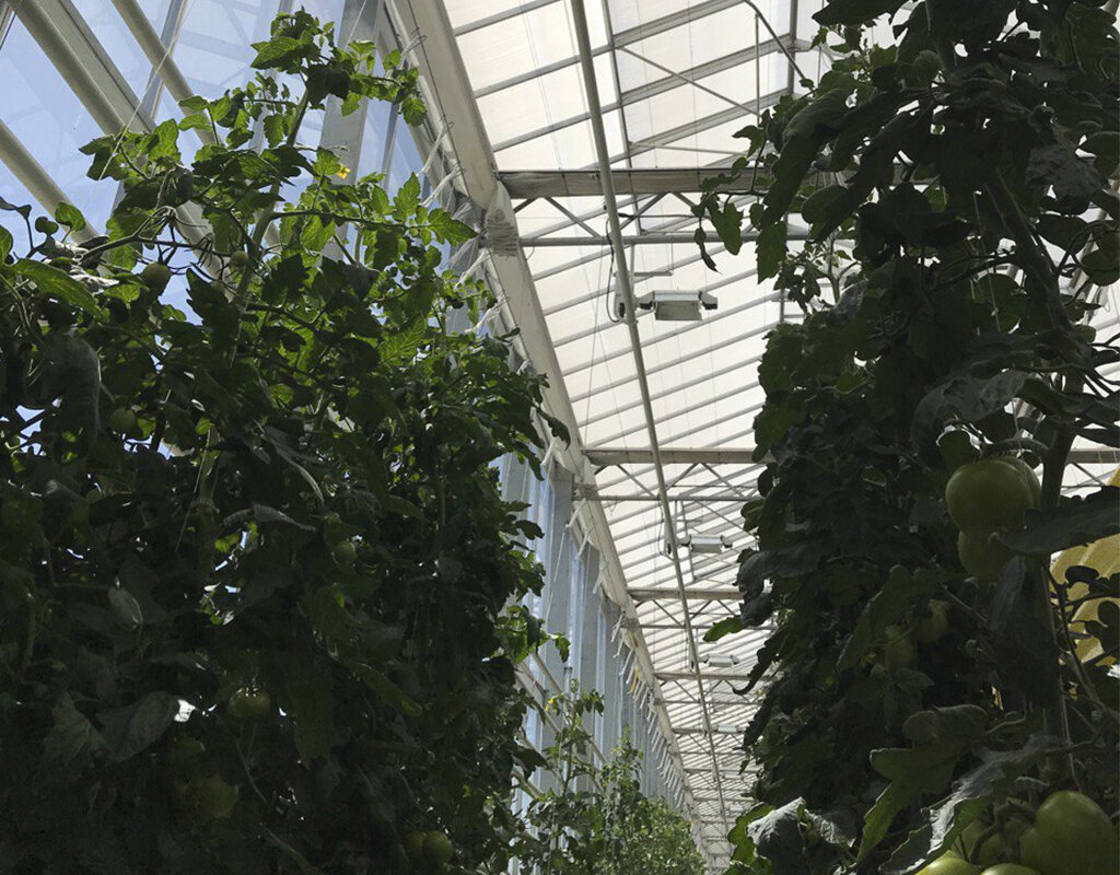 Краска нанесена на кровлю теплицы