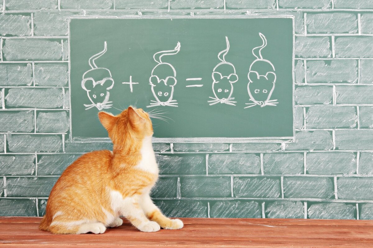 Кошку невозможно приучить НЕ прыгать из окна.