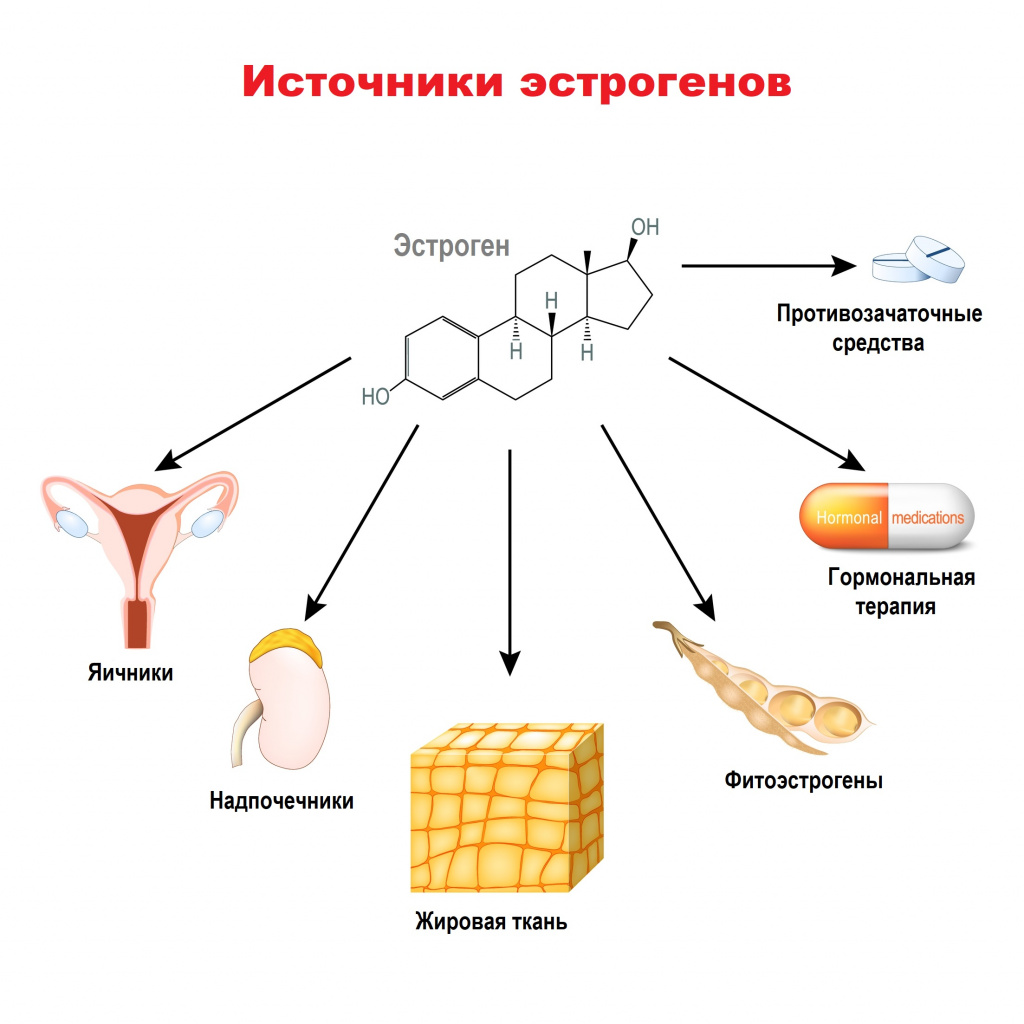 8 признаков гормонального сбоя с повышенным эстрогеном | Evolutis Clinic |  Дзен