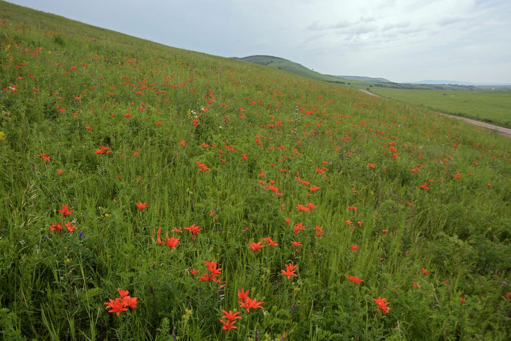 Пейзаж степи Забайкалья саранки