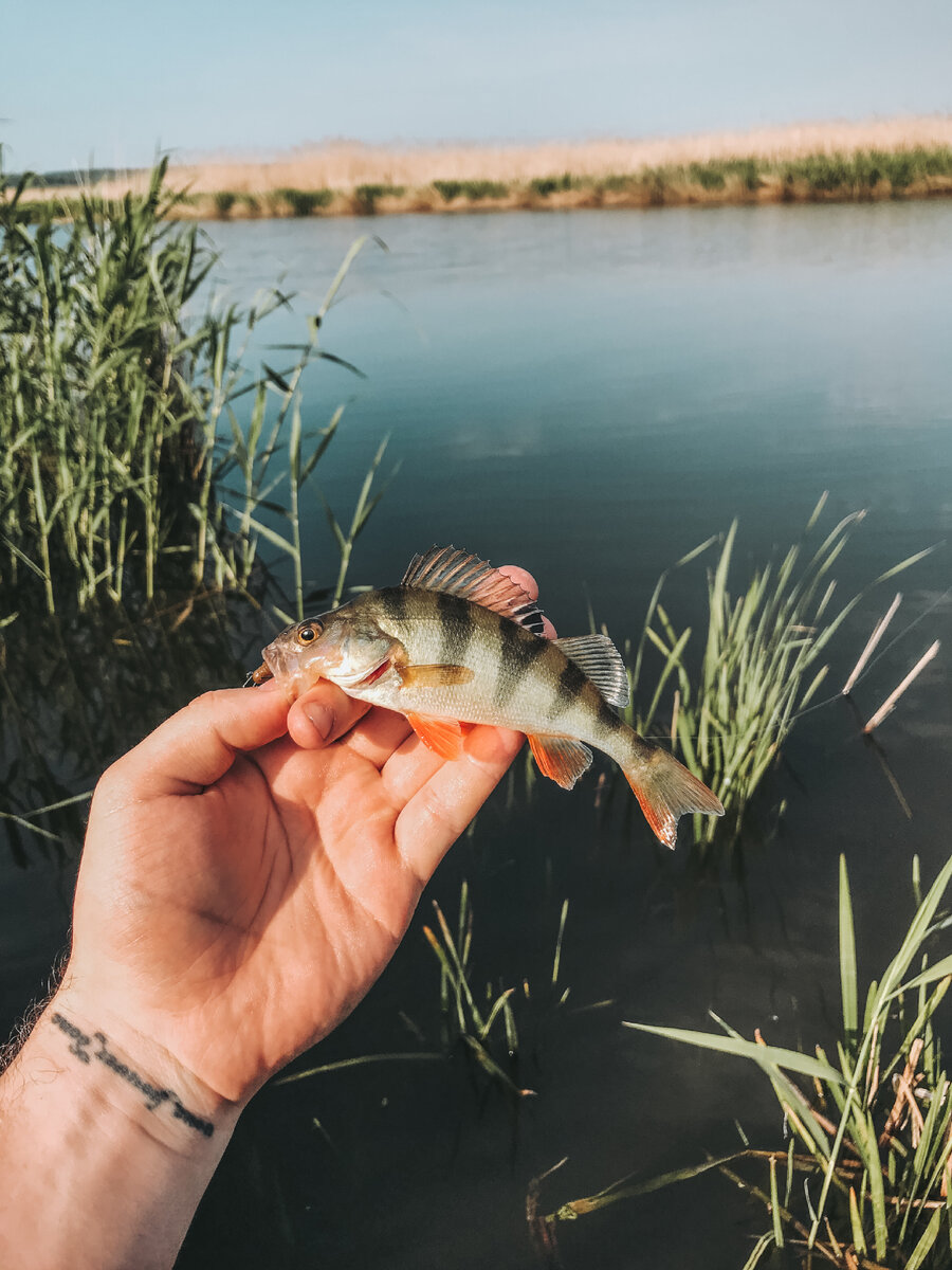 Вроде бы все одинаковые, полосатые, но такие разные.