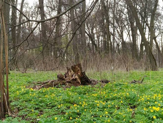 Даровое пробуждающейся весной. Фото автора