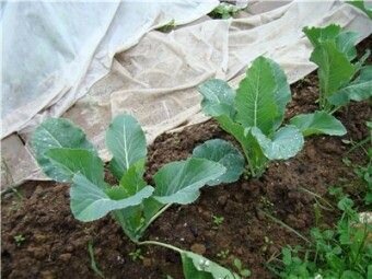 Когда сажать капусту на рассаду и какой грунт лучше всего выбирать ? Всем прекрасно известно,что капуста не только является питательным и целебным продуктом,в сыром или в квашеном,тушеном виде,но также содержит огромное количество полезных веществ — углеводов, витаминов, минералов. Лучше всего высаживать капусту в последнюю неделю мая или в первых числах июня,когда грунт прогреется достаточно основательно. Но перед тем,как сажать капусту на своем садово-огородном участке,высеивают семена на рассаду на стерильном грунте в период середины-конца марта. Для этого возьмите деревянный посевной ящик,наполните его грунтом (больше половины ящика) и высаживайте семена на расстоянии нескольких сантиметров друг от друга,а глубина заделки семян — около 1 сантиметра. После того,как сеянцы взойдут и появятся первые листочки,можно начинать распикировывать их. Для того,чтобы укрепить сеянцы за счет появления новых корней,при пикировке можно заглубить их до семядолей.