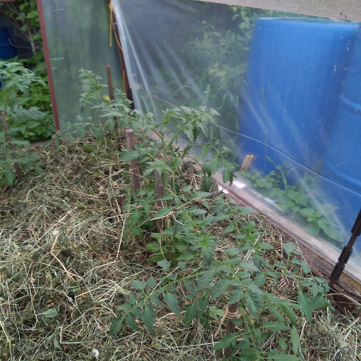 Личное фото автора статьи томат 25.05.21 г