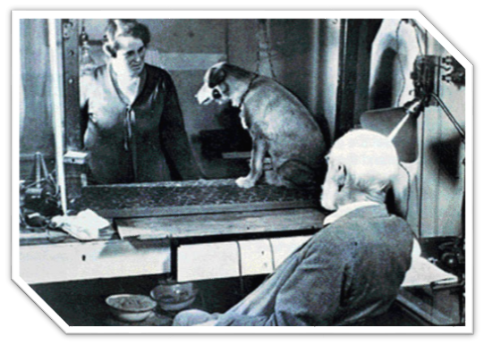 Архивное фото. Собака Павлова.