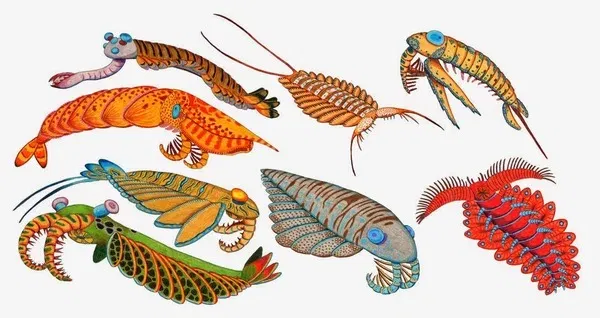 Не стесняйтесь ставить нас на паузу и гуглить реконструкции животных, которых упоминает Ярослав. Там есть диковинки просто невообразимые. Мы в разговоре начинаем с «аномальных креветок» аномалокарисов. Таких, как на этой картинке с сайта https://animals.apptractor.ru/