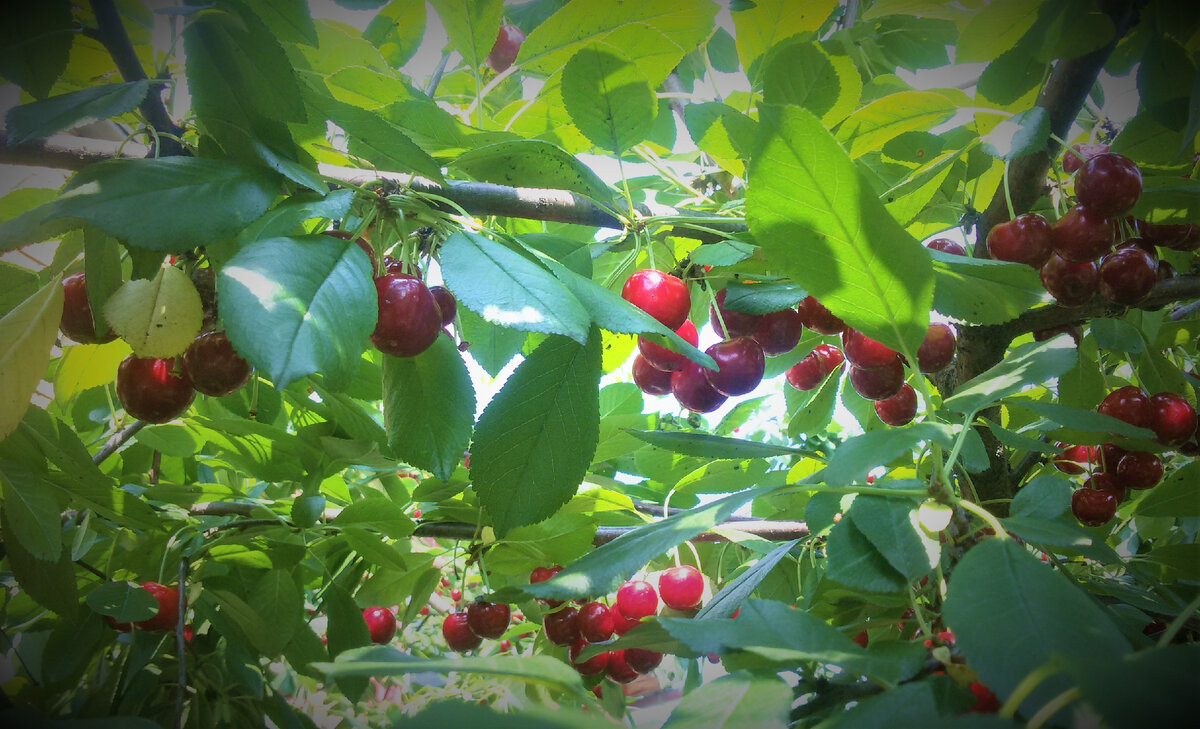 Вишня в деревне клонит ветки от тяжести ягод, приходится ставить подпорки. Фото автора