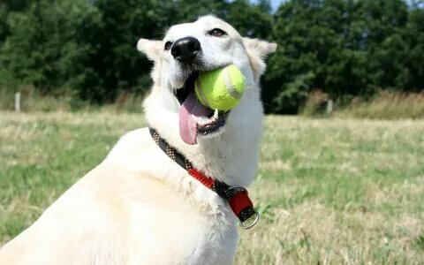 Играйте побольше со своим питомцем, и главное помните что собака это истинное счастье!