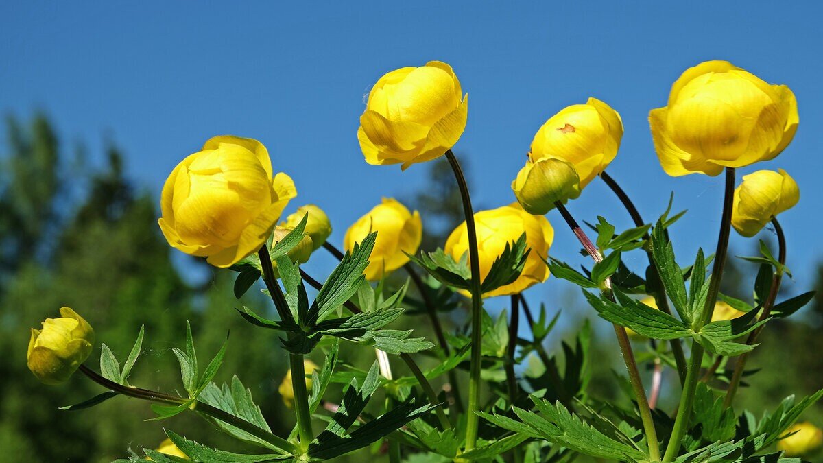 Италмас купили. Купальница европейская (Trollius europaeus). Италмас купальница европейская. Купальница троллиус. Купальница (Trollius).