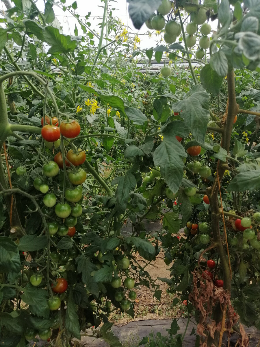 Помидоры самых разных сортов растет на ферме