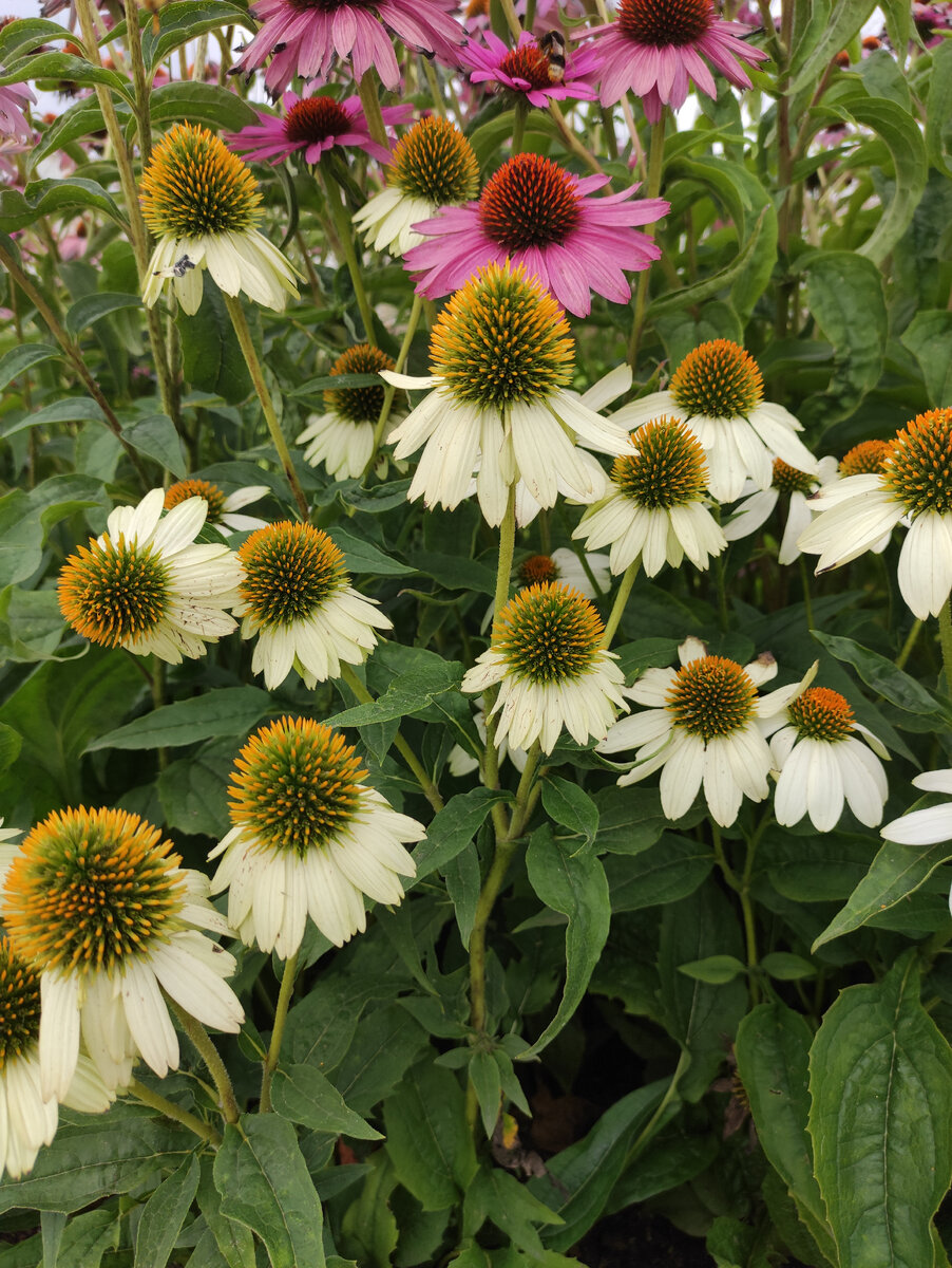 Вполне себе симпатичные