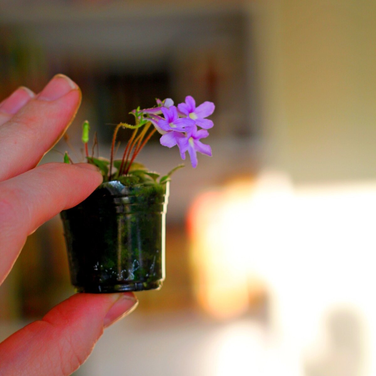 Pusilla в переводе звучит как "крошечная" Фото автора 