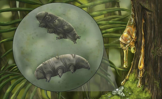 
Древние водяные медведи - (Фото: Холли Салливан / Гарвард / NJIT)