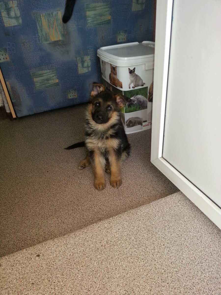 Это Хонда, первый день дома