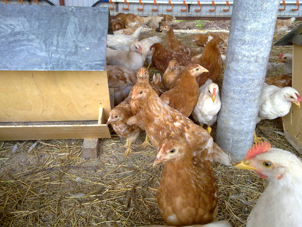 Куры рыжие, петухи белые. Различаются  с суточного возраста.