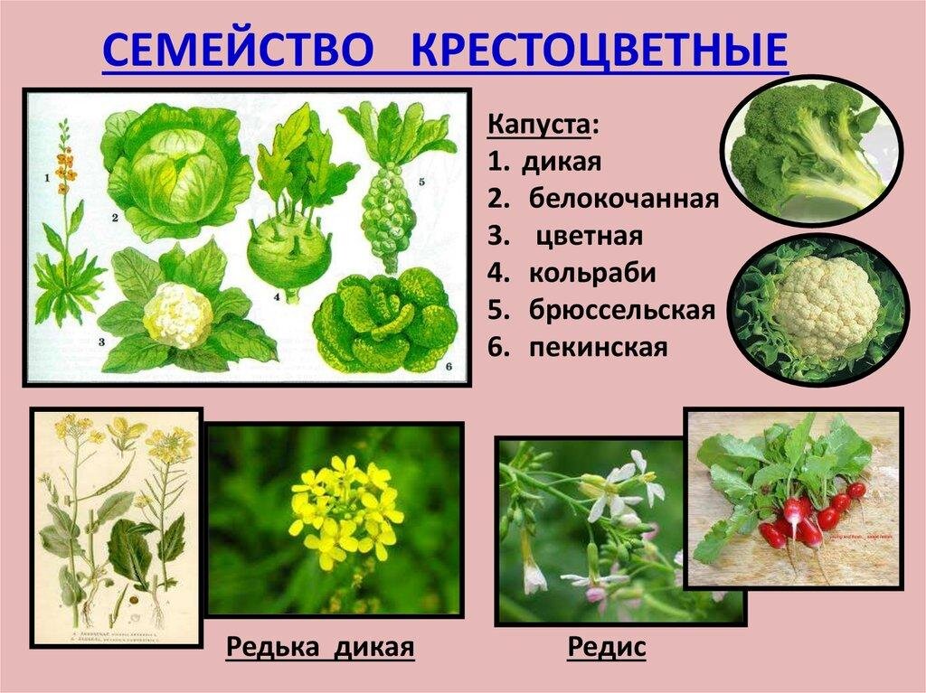 Крестоцветные овощи это какие. Овощи семейства крестоцветных. Семейство крестоцветные капустные. Стебель крестоцветных. Семейство крестоцветные капустные представители.