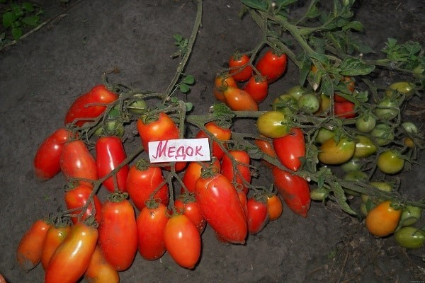 Медок, фото не мое из интернета.