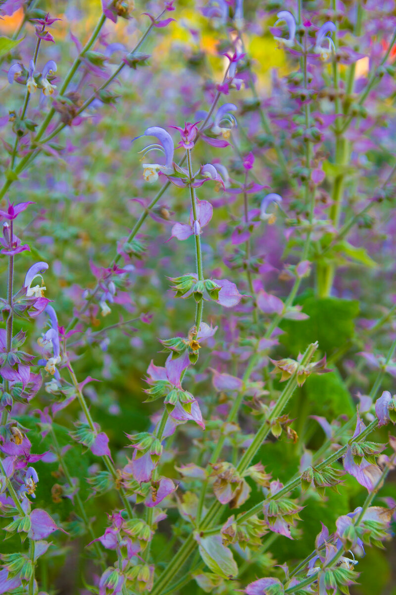 шалфей мускатный