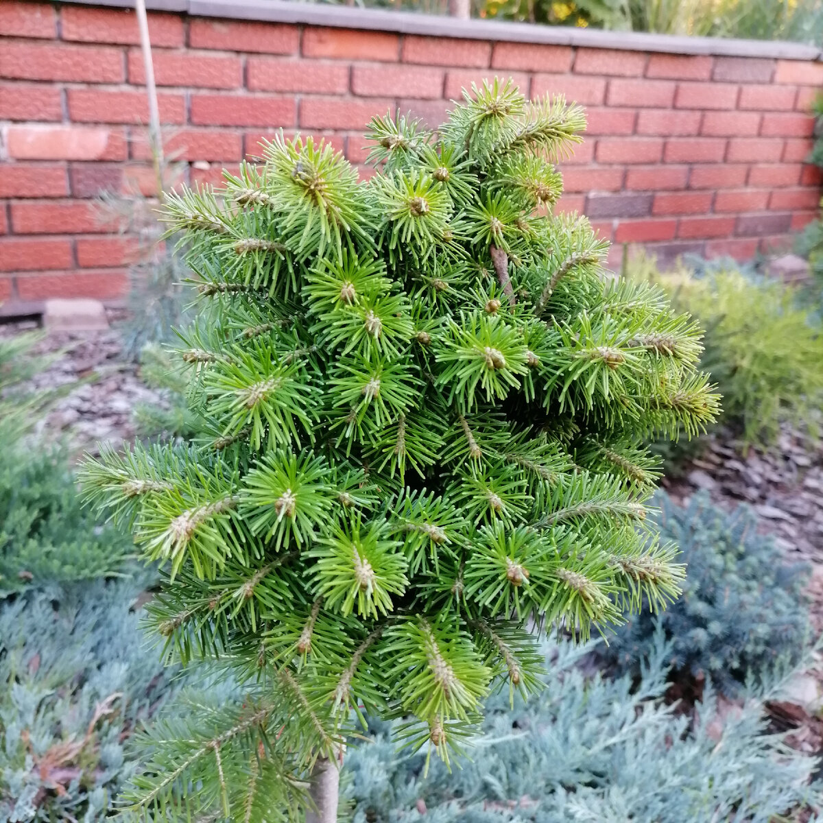 Можжевельник чешуйчатый (сорт 'chinese silver'). Можжевельник джуниперус. Ель колючая "bialobok" picea pungens "bialobok". Хвоя сорта. "ель колючая ""биалобок"" с35".