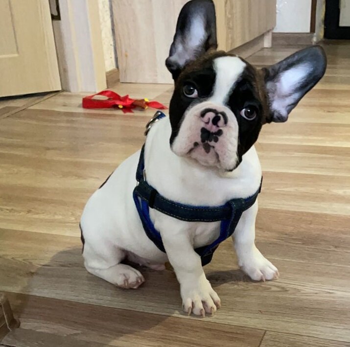 Такую шлейку НЕ берите.