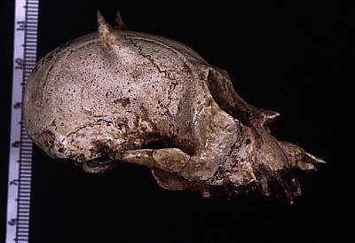 Тот самый череп! Diablopithecus infernalis 