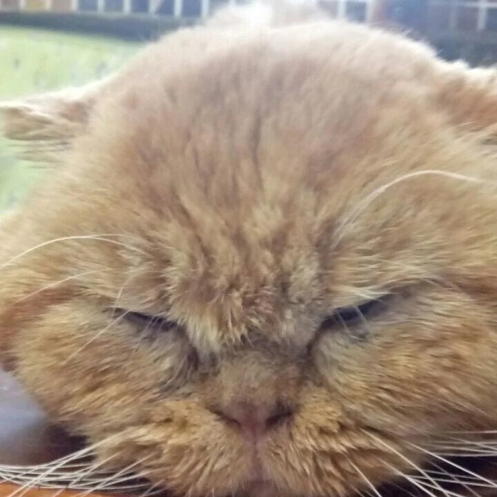 Таким Абрикоса нашли