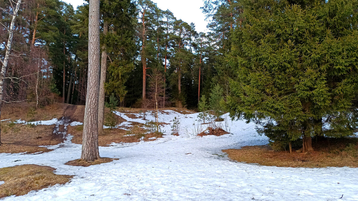 Прогулка по лесу отличный способ побороть тревогу.