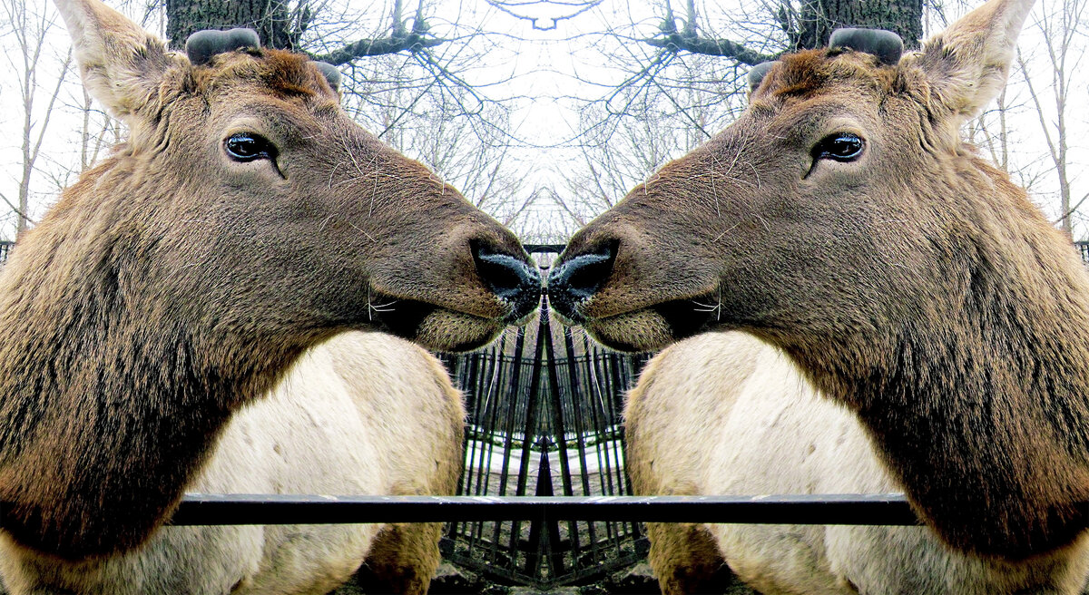 Найдите одно различие в зеркальном отображении и напишите в комменте какое это отличие.