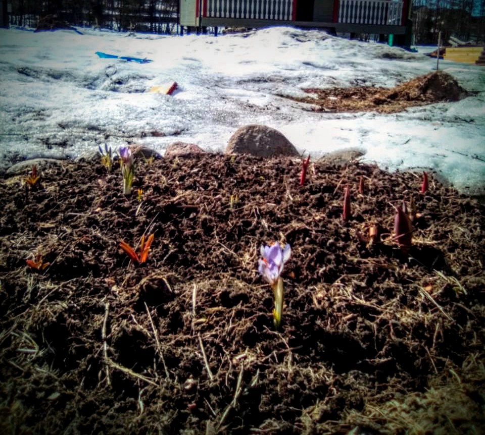 Первый мой крокус на участке