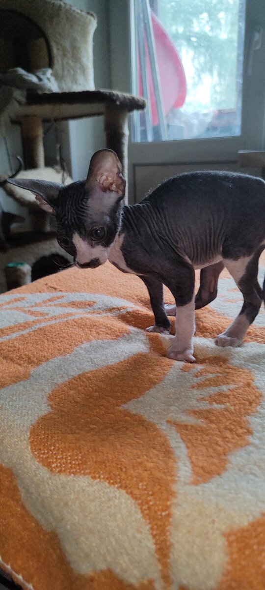 Донской сфинкс окрас чёрный биколор, девочка