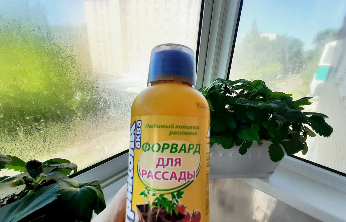 Агриколой для рассады подкормила землянику и....