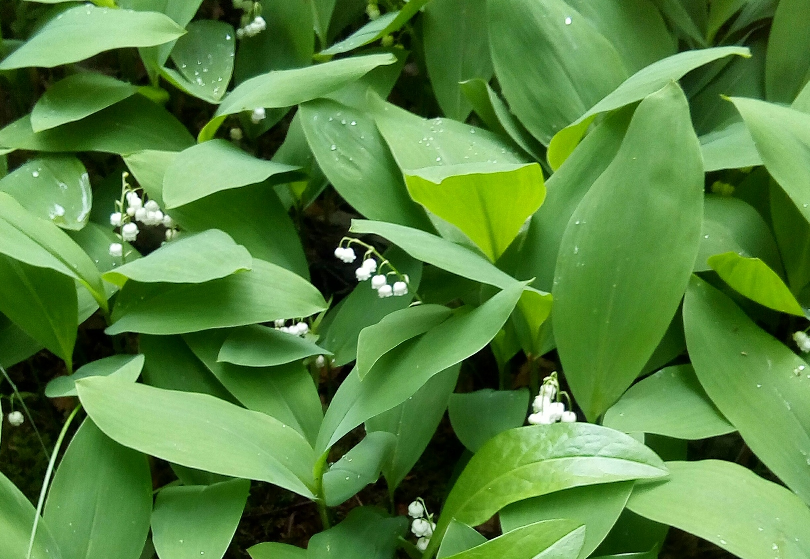 Ландыш - цветок деликатный. Его нужно разглядеть