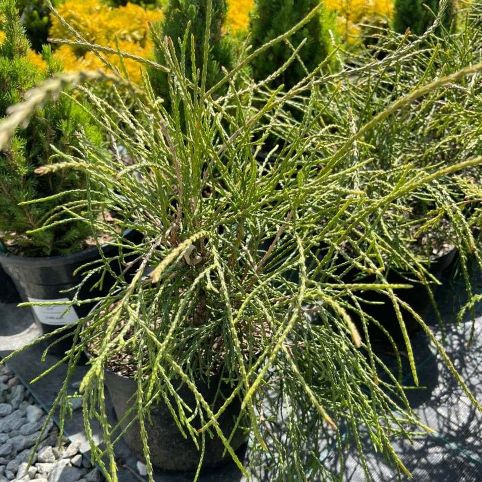  Туя западная Filiformis