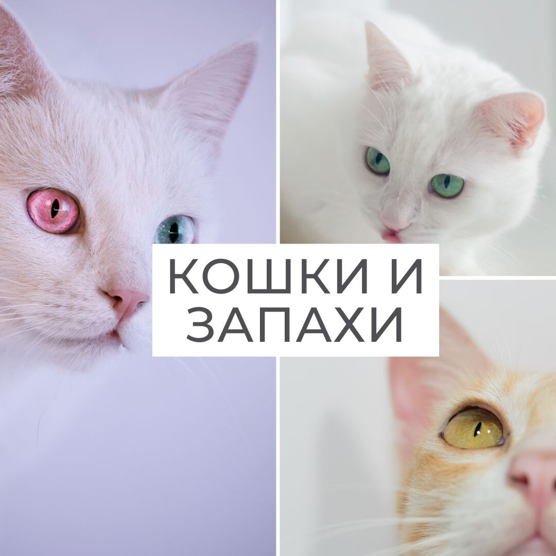 Вместо рукопожатия кошки используют запахи.