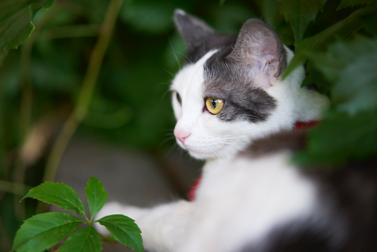 В трудное время вам ещё подкинут задачку: котёнка или птичку