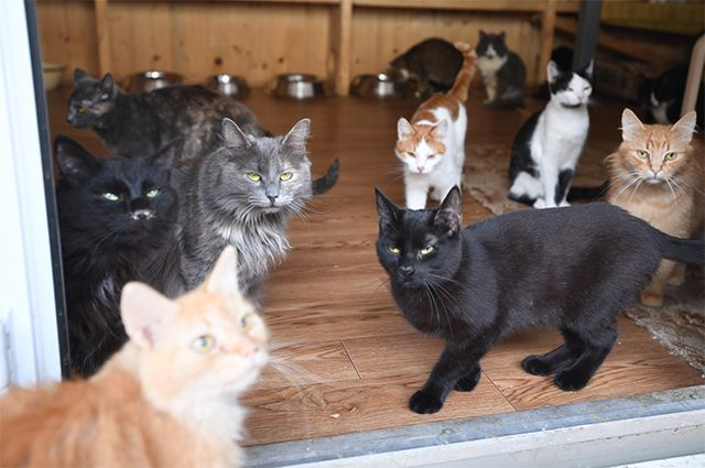 НАШЕСТВИЕ!!! Все эти кошки это читатели, а в конце картинки миски, это мои статьи. 