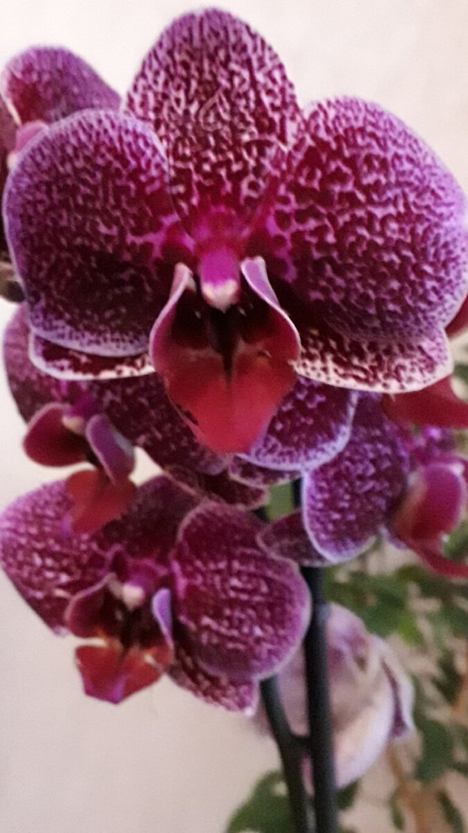 Пересадка орхидеи фаленопсис Ягуар | Цветы Татьяны | Дзен