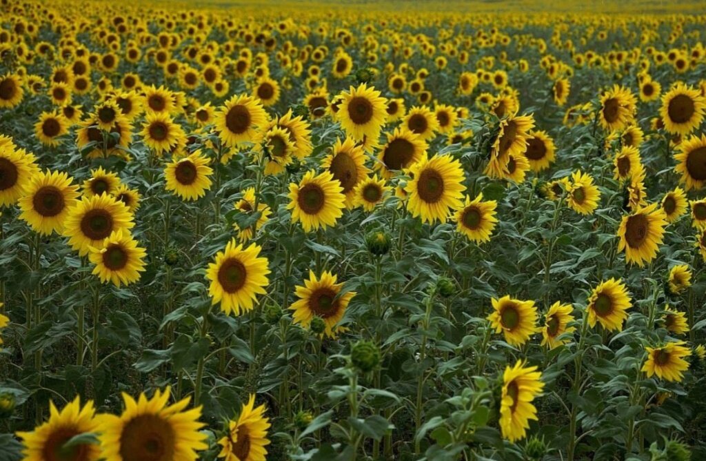 В Тверской области 20,2 млн выделили производителям масличных культур в 2022 году