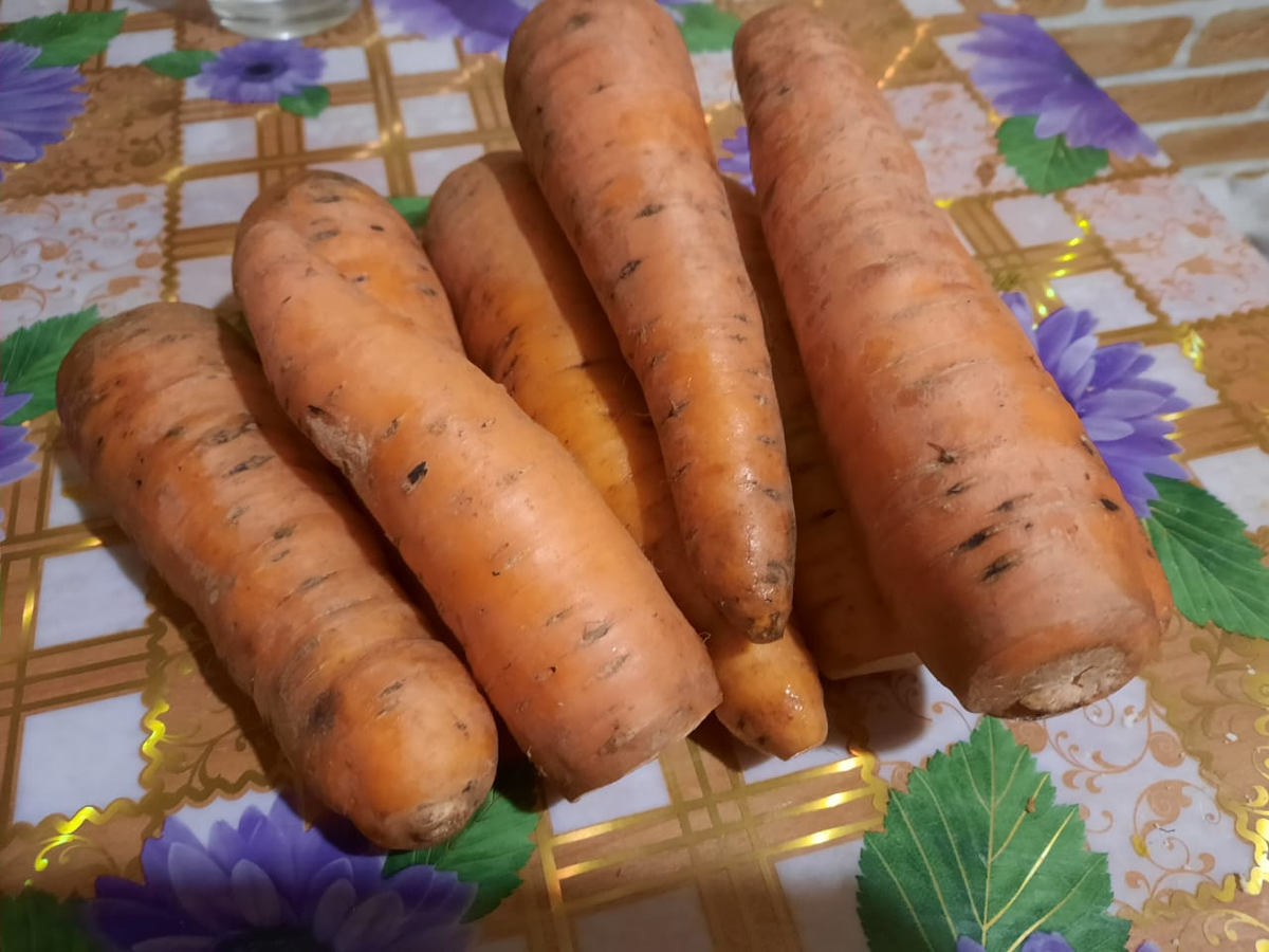 Любит ли морковь. Цветок моркови. Морковь растет на грядке. Крепит ли морковь. Hfcntn KB vjhrjdm d rdfhnbht.