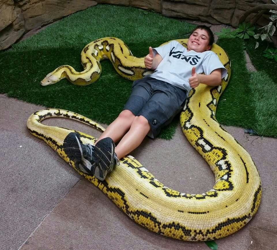 Самый большой змей в мире фото. Удав сетчатый питон. Сетчатый питон 10 метров. Сетчатый питон 7.5 метров. Сетчатый питон леуцист.