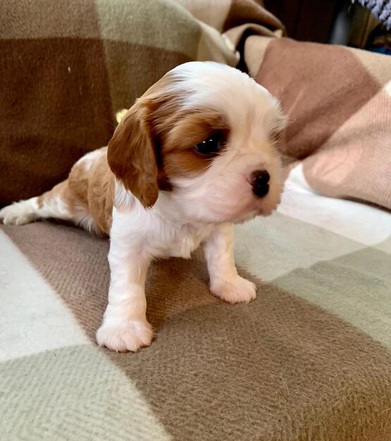 Щенок Кавалер Кинг Чарльз спаниель
