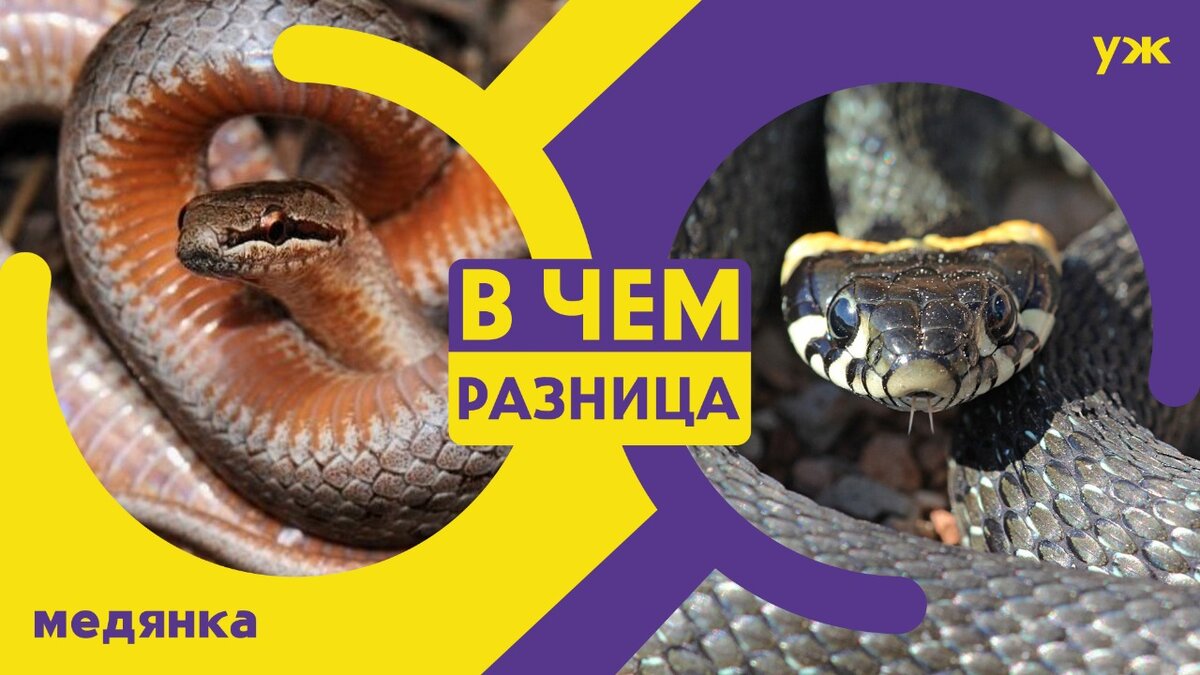 Коллаж собственного дизайна - уж и медянка, отличия. Фото из открытых источников.